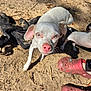 Blue is registered to the contest to win money with this photo: animal, black_and_white, crocs, curious, dog, eyes, fabric, footwear, ground, leggings, outdoor, person, pet, pink_nose, puppy, sand, shadow, small_dog, sunlight, whiskers