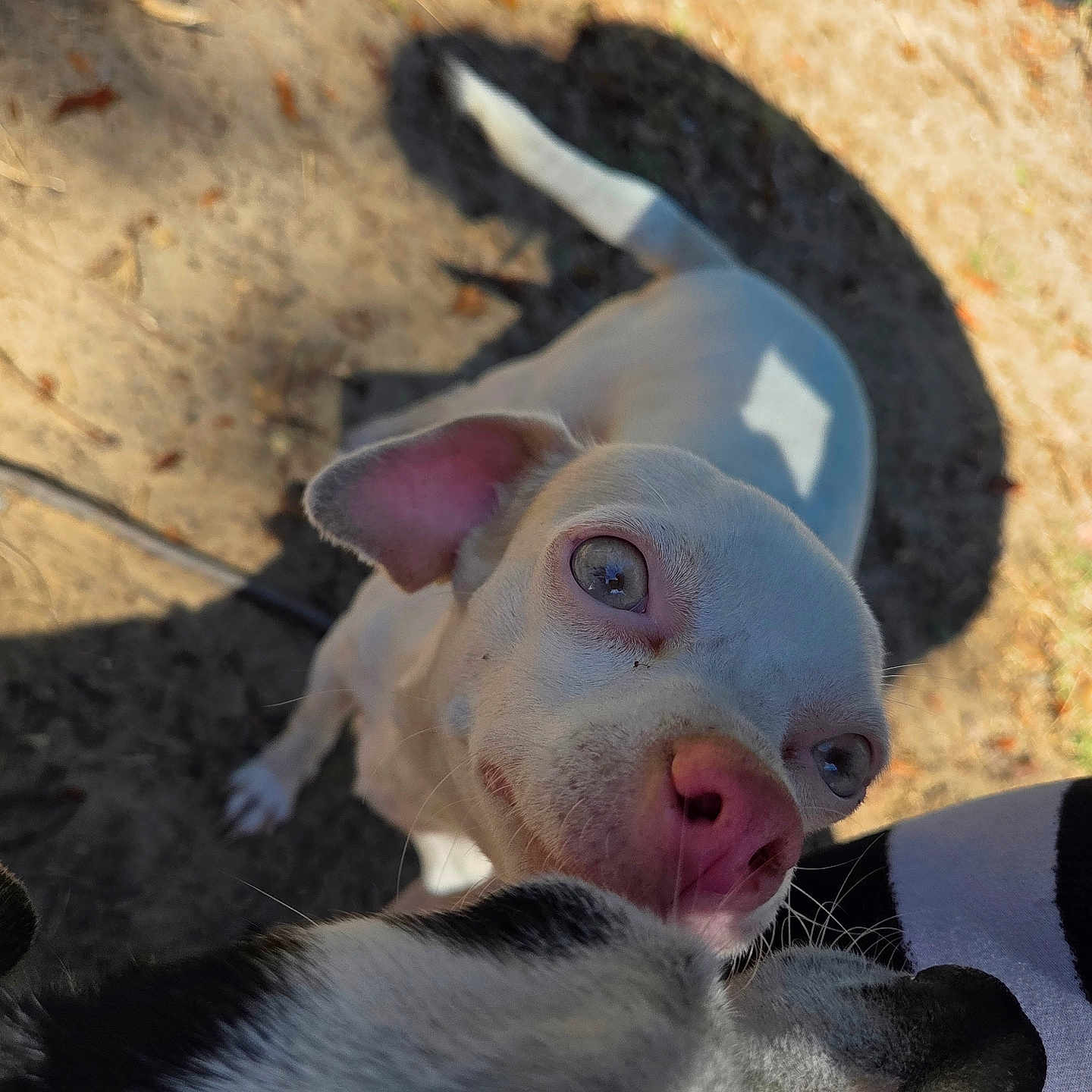 Blue joined the competition — help win amazing prizes! animal, background, blue_eyes, close_up, curious, daylight, dog, ears, nature, outdoor, pet, pink_nose, playful, sandy_ground, shadow, sniffing, sunlight, tail, two_dogs, white_dog