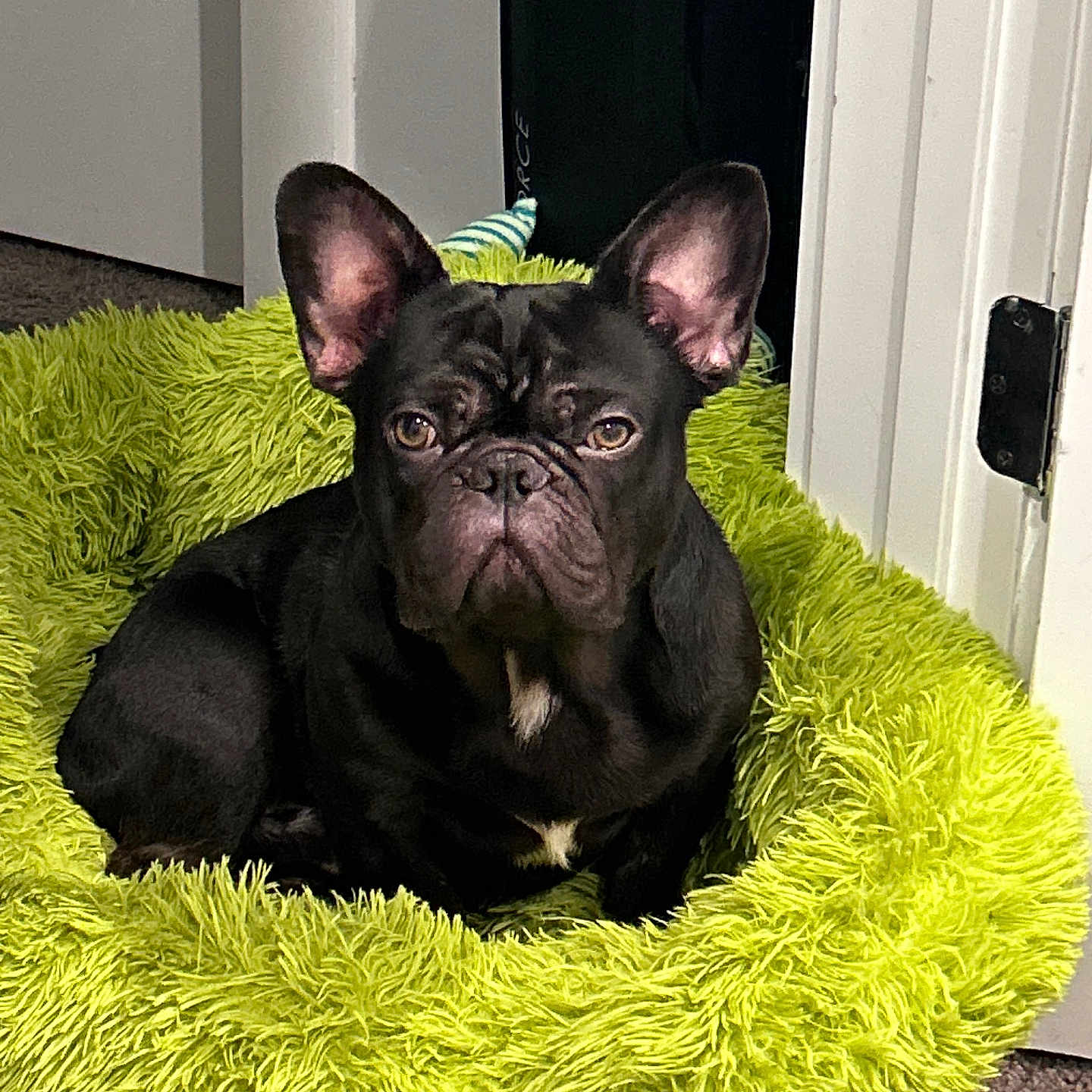 Tank joined the competition — help win amazing prizes! animal, black_dog, canine, carpet, comfortable, companion, cute, dog, door, ears, floor, fluffy, french_bulldog, fur, household, indoor, looking_at_camera, pet, pet_bed, resting
