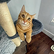 Cheese is registered to the contest to win money with this photo: animal, cat, cat_tree, claws, cozy, curious, cute, domestic_cat, ears, fur, furniture, indoor, looking_up, orange_tabby, paws, perch, pet, relaxed, whiskers, wood_floor
