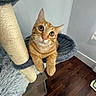 animal, cat, cat_tree, claws, cozy, curious, cute, domestic_cat, ears, fur, furniture, indoor, looking_up, orange_tabby, paws, perch, pet, relaxed, whiskers, wood_floor