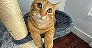 Cheesy Puff joined the competition — help win amazing prizes! animal, cat, cat_hammock, cozy, curious, cute, domestic_cat, feline, fur, household, indoor, orange_tabby, paws, pet, relaxed, resting, scratching_post, soft_texture, whiskers, wooden_floor