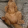 Cheesy Puff joined the competition — help win amazing prizes! animal, bed, blanket, cat, checkered_pattern, cozy, cute, domestic_cat, feline, fur, indoor, orange_tabby, paws, pet, relaxed, resting, sleeping, soft, tail, whiskers