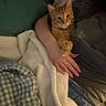 Cheesy Puff is registered to the contest to win money with this photo: animal, bed, blanket, casual_clothing, cat, comfort, cozy, cuddle, fleece, hand, human, indoor, orange_tabby, person, pet, pink_nails, plaid, relaxation, resting, warmth