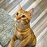 animal, cat, closeup, curious, cute, domestic, ears, feline, flooring, fur, home, indoor, looking_up, orange_tabby, paws, pet, rug, standing, whiskers, wood_floor