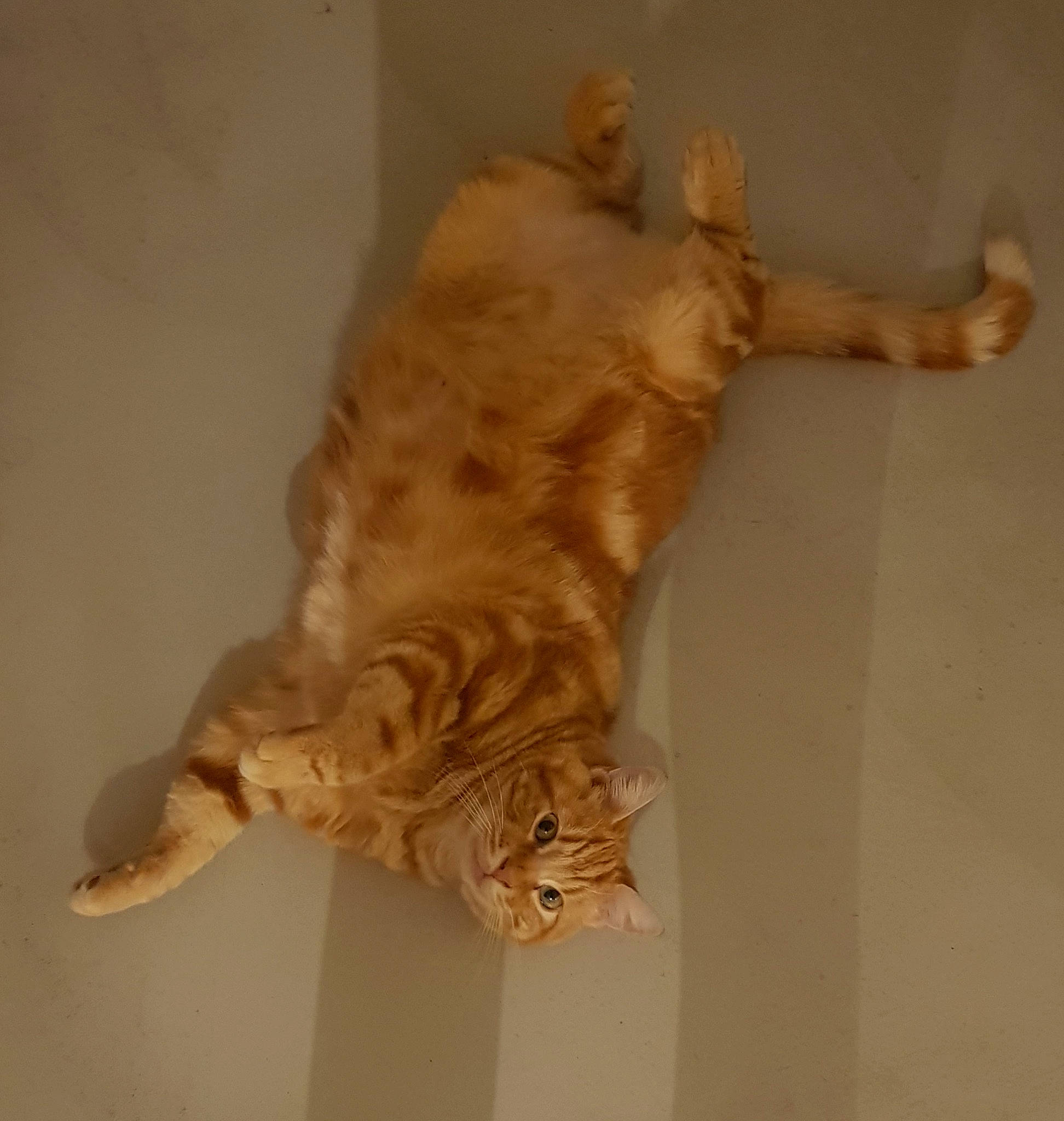 Lynx participe au concours pour gagner de l'argent avec cette photo : canidae, carnivore, cat, claw, domestic_short_haired_cat, fawn, felidae, flooring, fur, hardwood, paw, small_to_medium_sized_cats, sporting_group, tail, terrestrial_animal, whiskers, wood