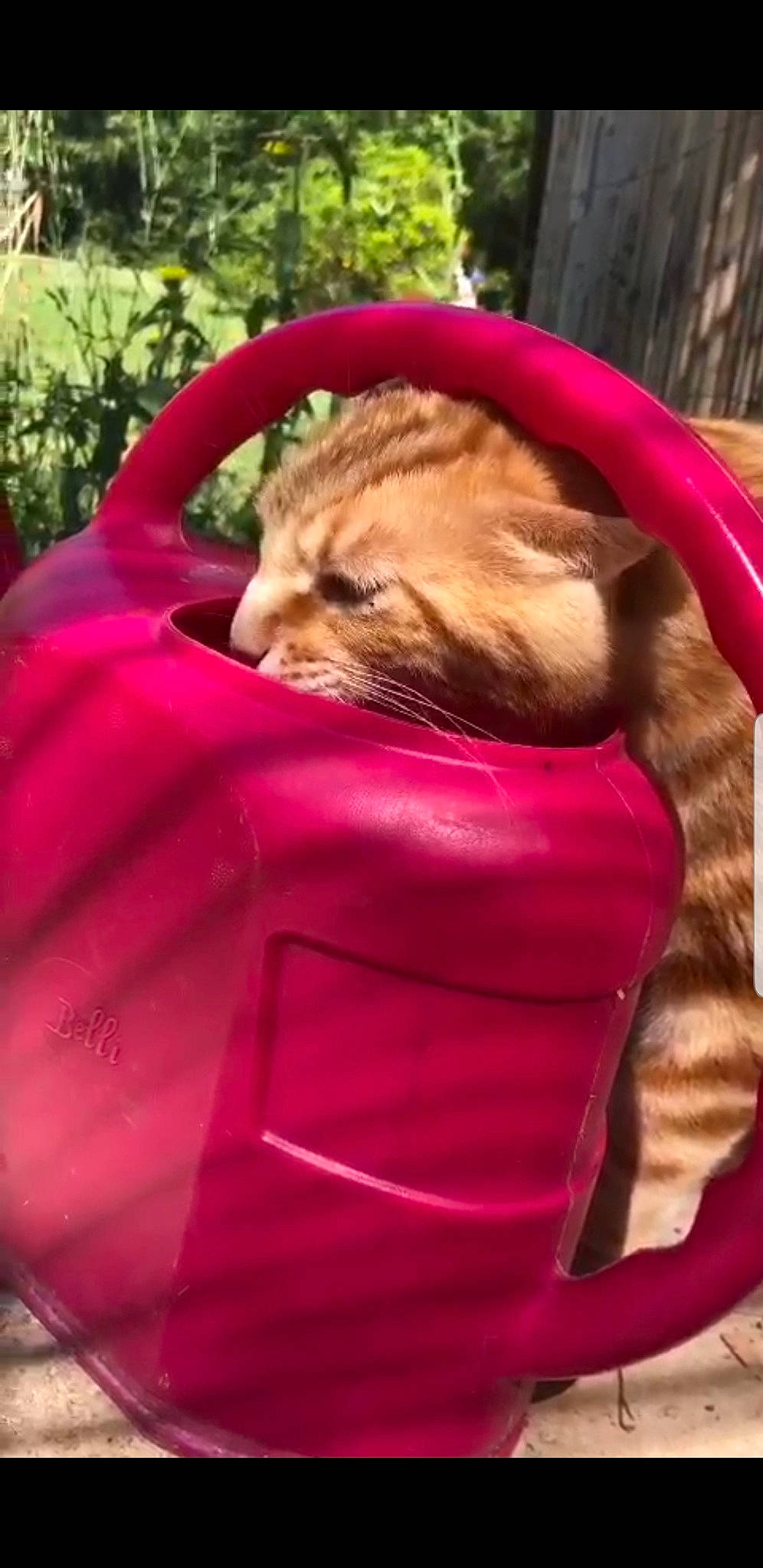 Lynx a rejoint le concours — aidez-le/la à gagner de superbes lots ! carnivore, cat, cat_supply, comfort, domestic_short_haired_cat, fawn, felidae, fur, grass, magenta, pet_supply, pink, plant, sitting, small_to_medium_sized_cats, snout, tail, vertebrate, whiskers, wood