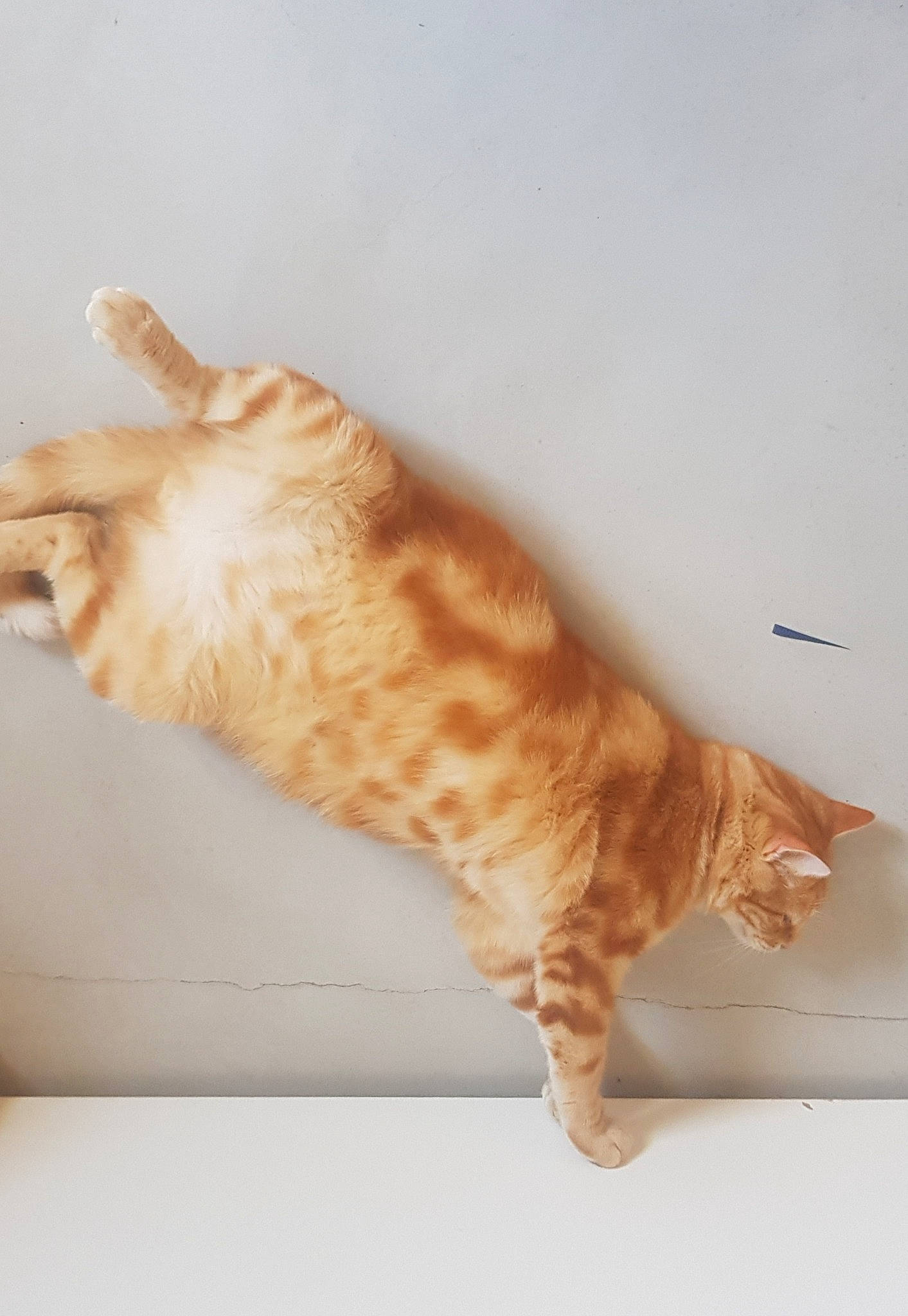 Lynx participe au concours pour gagner de l'argent avec cette photo : carnivore, cat, claw, domestic_short_haired_cat, fawn, felidae, fur, hardwood, paw, small_to_medium_sized_cats, snout, tail, terrestrial_animal, whiskers, wood