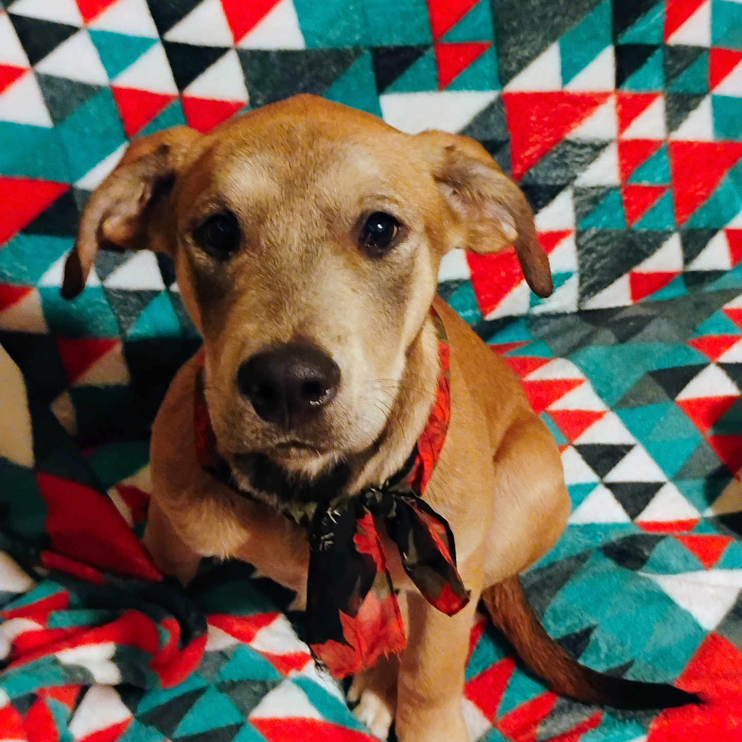 Charlie joined the competition — help win amazing prizes! animal, beagle, blanket, canine, cushion, dog, face, furniture, goldenretriever, head, homedecor, hound, labradorretriever, linen, person, pet, photography, portrait, puppy, quilt