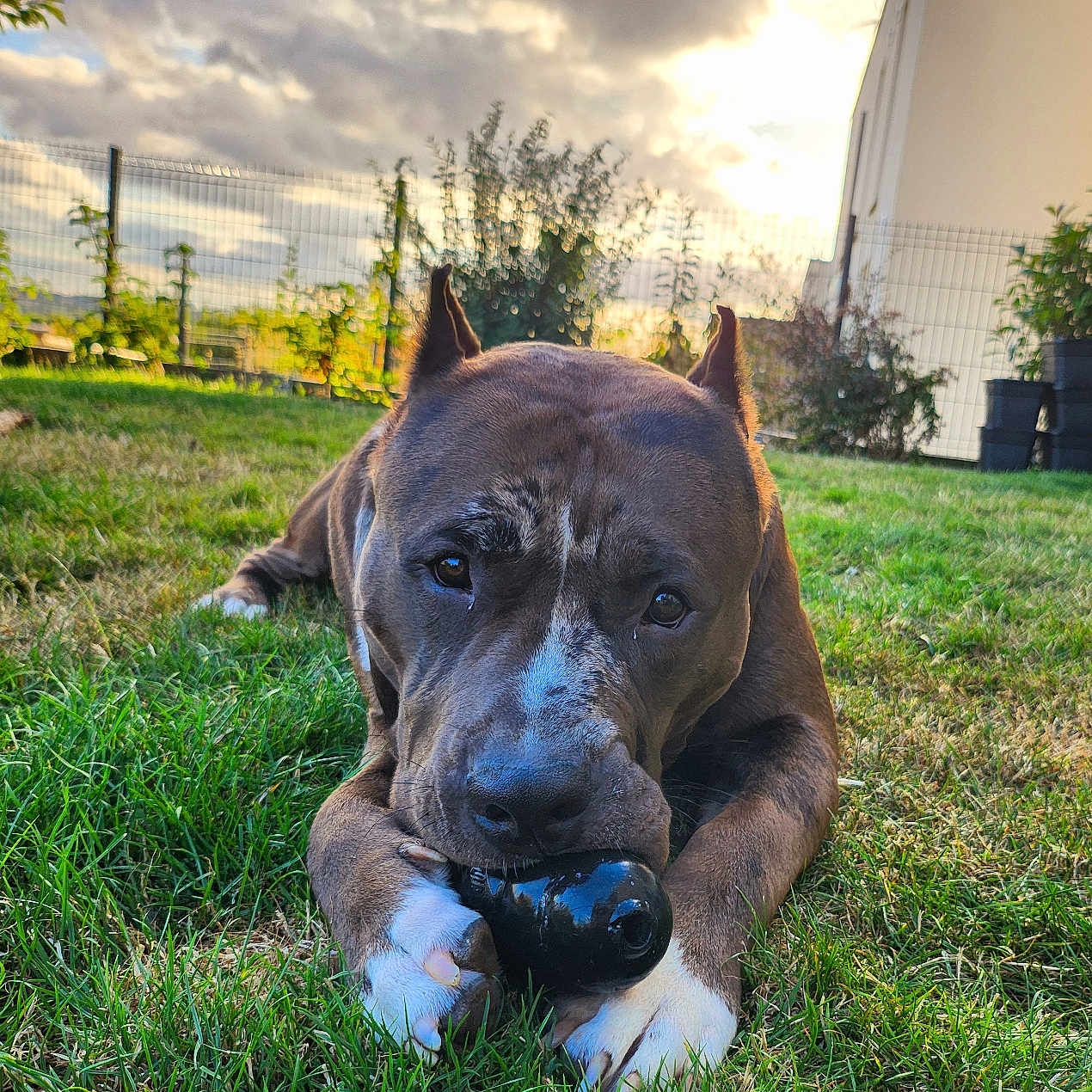 Alpha participe au concours pour gagner de l'argent avec cette photo : animal, architecture, backyard, building, bulldog, canine, dog, field, grass, grassland, lawn, nature, outdoors, pet, plant, puppy, shelter, sphere, tree, yard