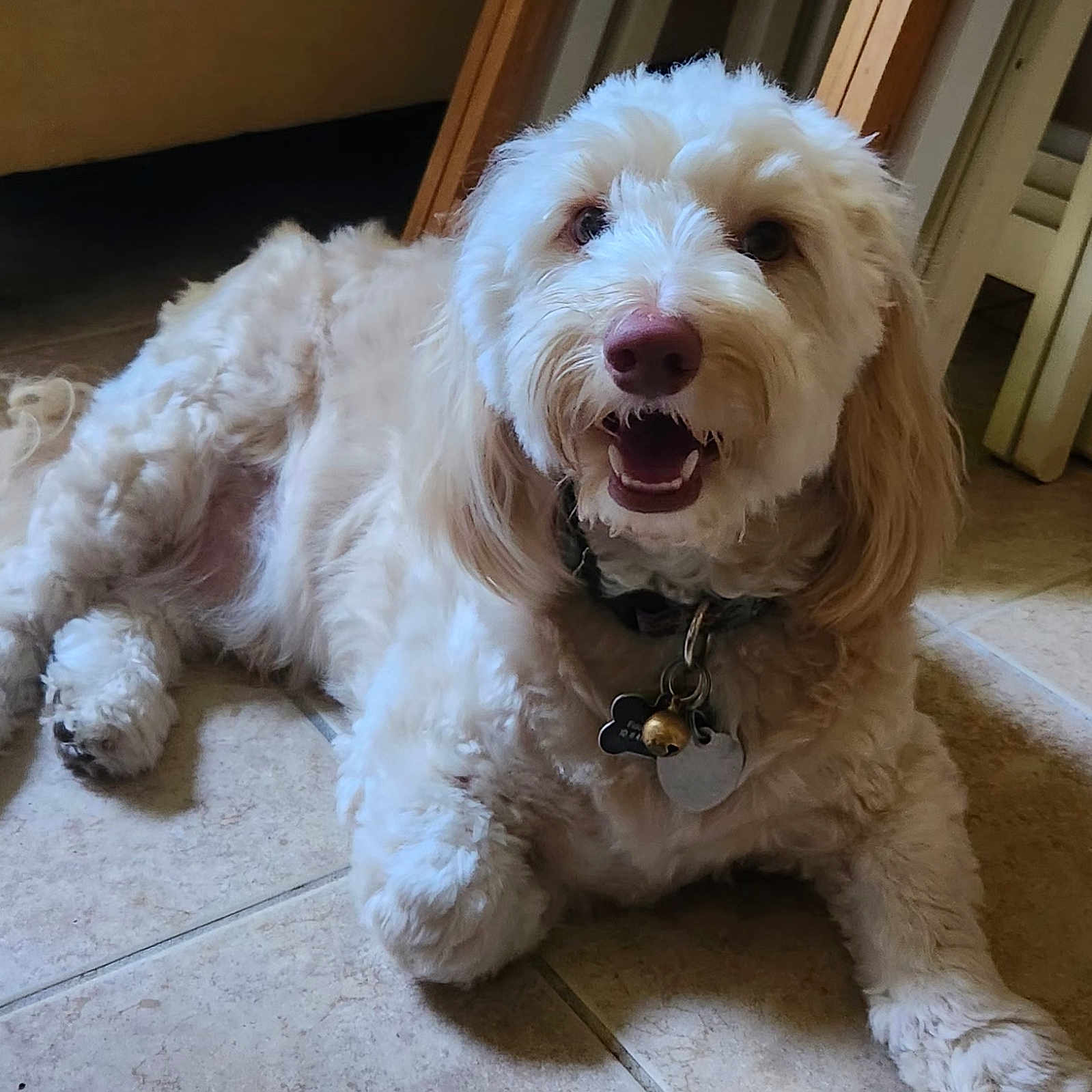 Coker joined the competition — help win amazing prizes! accessories, animal, ball, bodypart, canine, cockerspaniel, dog, football, hardwood, mouth, person, pet, poodle, puppy, soccer, soccerball, sport, terrier, whitedog, wood
