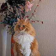Roudoudou participe au concours pour gagner de l'argent avec cette photo : cat, fluffy, orange, white, flower_vase, flowers, indoor, wooden_surface, pet, fur, sitting, decor, plant, still_life, portrait, feline, table, background, closeup, domestic_animal