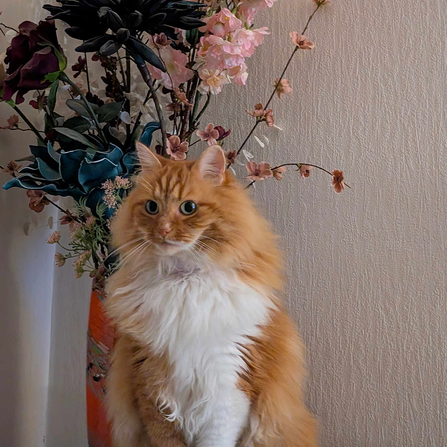 Roudoudou participe au concours pour gagner de l'argent avec cette photo : background, cat, closeup, decor, domestic_animal, feline, flower_vase, flowers, fluffy, fur, indoor, orange, pet, plant, portrait, sitting, still_life, table, white, wooden_surface