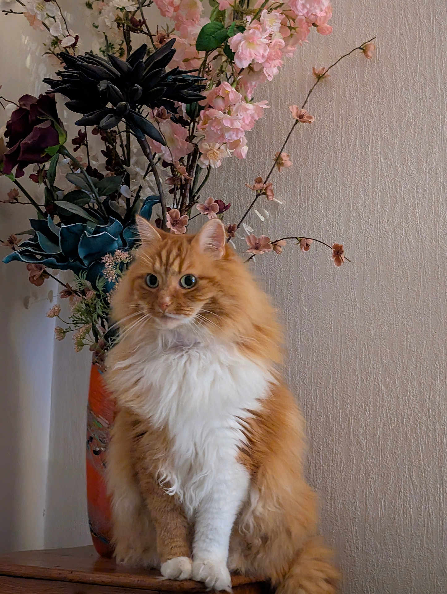 Roudoudou participe au concours pour gagner de l'argent avec cette photo : cat, fluffy, orange, white, flower_vase, flowers, indoor, wooden_surface, pet, fur, sitting, decor, plant, still_life, portrait, feline, table, background, closeup, domestic_animal