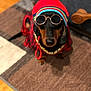 accessory, animal, black, brown, clothing, cozy, cute, dachshund, dog, fashion, floor, funny, glasses, hat, indoor, pet, portrait, rug, sitting, wooden_floor