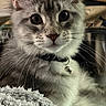 Nala joined the competition — help win amazing prizes! cat, kitten, feline, gray_fur, white_fur, long_hair, whiskers, ears, eyes, nose, bell_collar, collar, close_up, portrait, indoors, blanket, cozy, resting, pet, animal