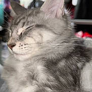 Nala is registered to the contest to win money with this photo: cat, feline, sleeping, relaxed, fluffy, gray_fur, white_fur, whiskers, ears, closed_eyes, pet, animal, close_up, portrait, indoor, cozy, soft_fur, tabby, resting, peaceful