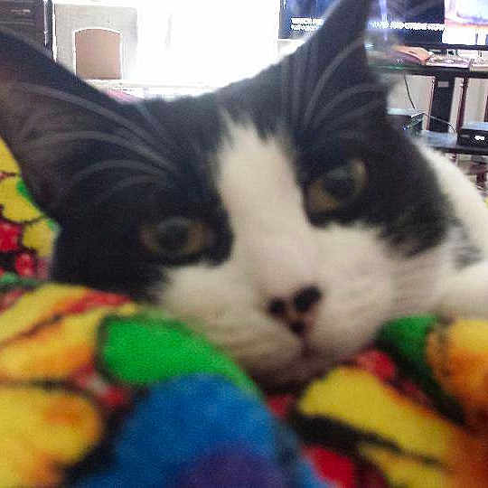 Lulu