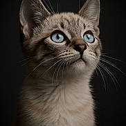 Aaliyah participe au concours pour gagner de l'argent avec cette photo : alert, animal, blue_eyes, cat, close_up, curious, cute, dark_background, ears, feline, focused, fur, indoor, mammal, nose, pet, portrait, soft_light, whiskers, young_cat