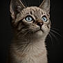 alert, animal, blue_eyes, cat, close_up, curious, cute, dark_background, ears, feline, focused, fur, indoor, mammal, nose, pet, portrait, soft_light, whiskers, young_cat