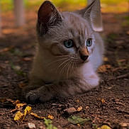 Aaliyah participe au concours pour gagner de l'argent avec cette photo : kitten, cat, blue_eyes, animal, pet, outdoor, earth, soil, leaves, nature, young_animal, whiskers, fur, close_up, cute, small, mammal, ground, daylight, curious