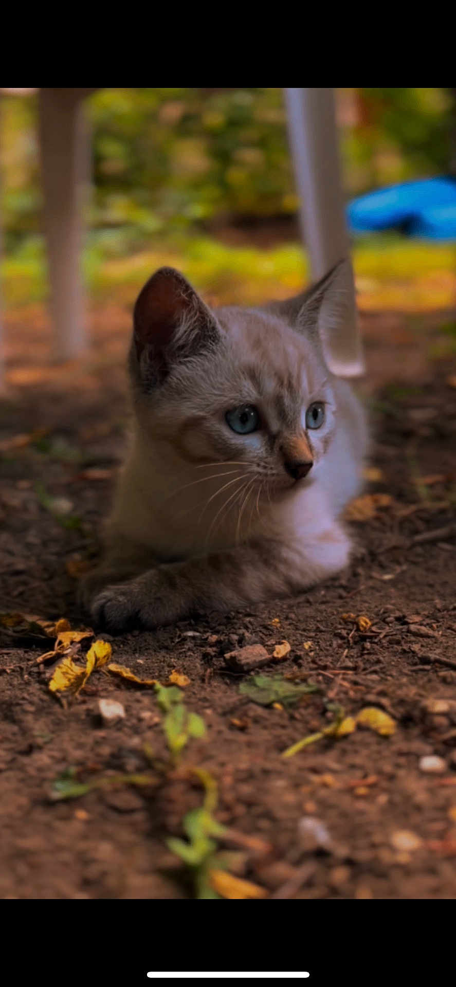 Aaliyah participe au concours pour gagner de l'argent avec cette photo : kitten, cat, blue_eyes, animal, pet, outdoor, earth, soil, leaves, nature, young_animal, whiskers, fur, close_up, cute, small, mammal, ground, daylight, curious