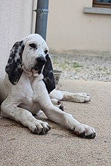 Roméo a rejoint le concours — aidez-le/la à gagner de superbes lots ! canidae, carnivore, cocker_spaniel, companion_dog, dog, dog_breed, fawn, great_dane, mammal, puppy, rare_breed_dog, snout, sporting_group, vertebrate