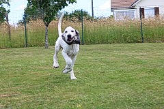 Roméo participe au concours pour gagner de l'argent avec cette photo : bully_kutta, canidae, carnivore, central_asian_shepherd_dog, dog, dog_breed, hunting_dog, livestock_guardian_dog, mammal, pointer, rafeiro_do_alentejo, rare_breed_dog, sporting_group, tail, vertebrate, working_dog