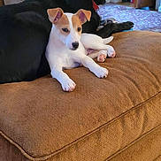 Bandit is registered to the contest to win money with this photo: dog, puppy, black_dog, white_dog, brown_patch, couch, living_room, lamp, floor, wood_floor, pet, animal, indoor, relaxed, alert, furniture, companion, cute, domestic, home