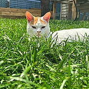 Pollo joined the competition — help win amazing prizes! animal, cat, closeup, daylight, ears, eyes, feline, garden, grass, greenery, head, mammal, nature, orange_cat, outdoor, pet, resting, sunlight, whiskers, white_cat