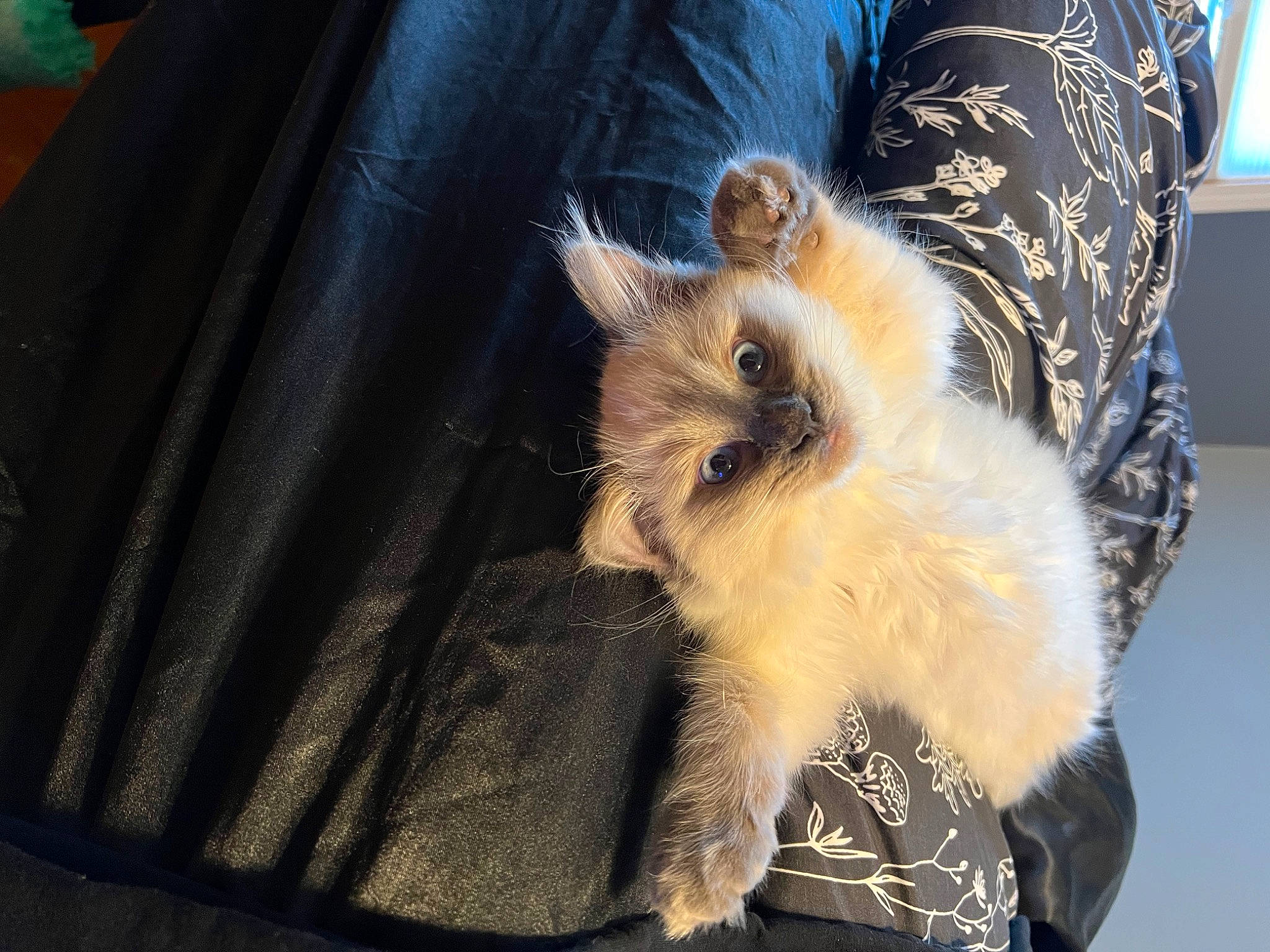 Barbie joined the competition — help win amazing prizes! abdomen, bag, birman, cat, companion_dog, electric_blue, fashion_accessory, fawn, felidae, fur, luggage_and_bags, natural_material, paw, small_to_medium_sized_cats, spitz, tail, toy_dog, whiskers