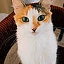 Calie a rejoint le concours — aidez-le/la à gagner de superbes lots ! animal, calico, cat, chair, close_up, cozy, curious, cute, domestic_animal, feline, fur, green_eyes, household, indoor, looking, mammal, pet, relaxed, seated, whiskers