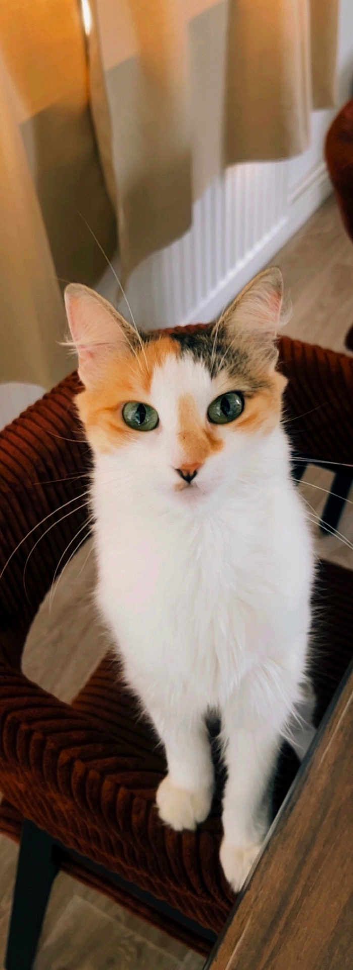 Calie a rejoint le concours — aidez-le/la à gagner de superbes lots ! animal, calico, cat, chair, close_up, cozy, curious, cute, domestic_animal, feline, fur, green_eyes, household, indoor, looking, mammal, pet, relaxed, seated, whiskers