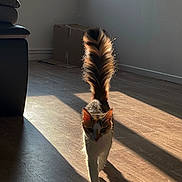 Calie a rejoint le concours — aidez-le/la à gagner de superbes lots ! animal, cardboard_box, cat, curious, domestic_animal, feline, fur, home, indoor, light, pet, shadow, shadow_play, sofa, striped_tail, sunlight, tail, walking, window, wooden_floor