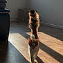 animal, cardboard_box, cat, curious, domestic_animal, feline, fur, home, indoor, light, pet, shadow, shadow_play, sofa, striped_tail, sunlight, tail, walking, window, wooden_floor