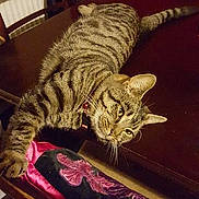 Tigger joined the competition — help win amazing prizes!