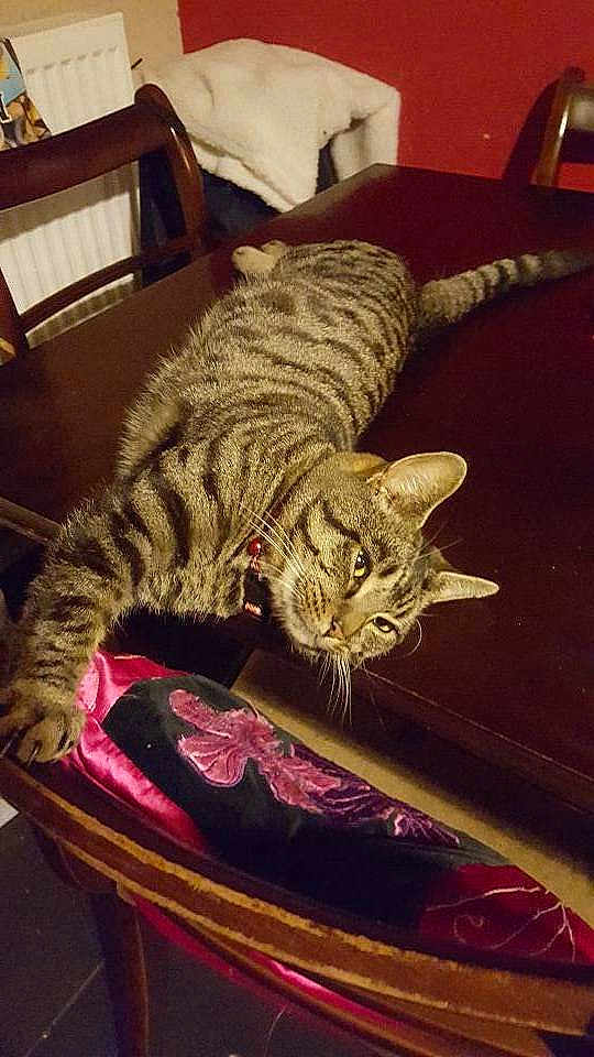 Tigger