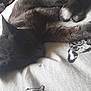 Bluey joined the competition — help win amazing prizes! black_cat, cat, claw, ear, felidae, finger, fur, hand, leg, paw, russian_blue, small_to_medium_sized_cats, tail, whiskers