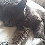 Bluey is registered to the contest to win money with this photo: black_cat, carnivore, cat, chartreux, domestic_short_haired_cat, felidae, fur, kitten, korat, nebelung, polydactyl_cat, russian_blue, sky, small_to_medium_sized_cats, snout, tail, whiskers