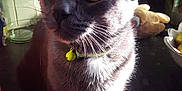 Bluey joined the competition — help win amazing prizes! asian, black_cat, burmese, carnivore, cat, devon_rex, domestic_short_haired_cat, felidae, german_rex, javanese, kitten, korat, mammal, oriental_shorthair, russian_blue, small_to_medium_sized_cats, tonkinese, vertebrate, whiskers