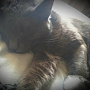 Bluey is registered to the contest to win money with this photo: black_and_white, carnivore, cat, darkness, felidae, fur, nebelung, nose, russian_blue, sky, small_to_medium_sized_cats, snout, tail, whiskers