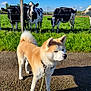 Tetsu a rejoint le concours — aidez-le/la à gagner de superbes lots ! animal, canine, cattle, countryside, cow, dairycow, dog, farm, field, grass, grassland, grazing, husky, livestock, nature, outdoors, pasture, pet, plant, rural