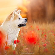Tetsu participe au concours pour gagner de l'argent avec cette photo : animal, canine, dog, eskimodog, face, field, flower, germanshepherd, grassland, head, husky, nature, outdoors, pet, plant, puppy, redwolf, sunlight, whitedog, wolf