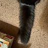 animal, black_fur, box, brown_carpet, carpet, cat, close_up, domestic_cat, feline, floor, fluffy, household, indoor, pet, pet_food, shadow, shadow_play, soft, tail, texture