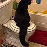 animal, bathroom, bathroom_products, black_cat, bottle, brush, cat, cleaning_brush, curious, feline, floor, household, indoor, pet, red_rug, side_view, sitting, tile_floor, toilet, toilet_seat