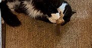 Bonkers is registered to the contest to win money with this photo: animal, animal_play, black_and_white, carpet, cat, cozy, cute, domestic_cat, fluffy, fur, home, indoor, mat, paws, pet, playing, relaxed, resting, sleeping_position, toy