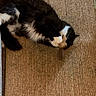 animal, animal_play, black_and_white, carpet, cat, cozy, cute, domestic_cat, fluffy, fur, home, indoor, mat, paws, pet, playing, relaxed, resting, sleeping_position, toy