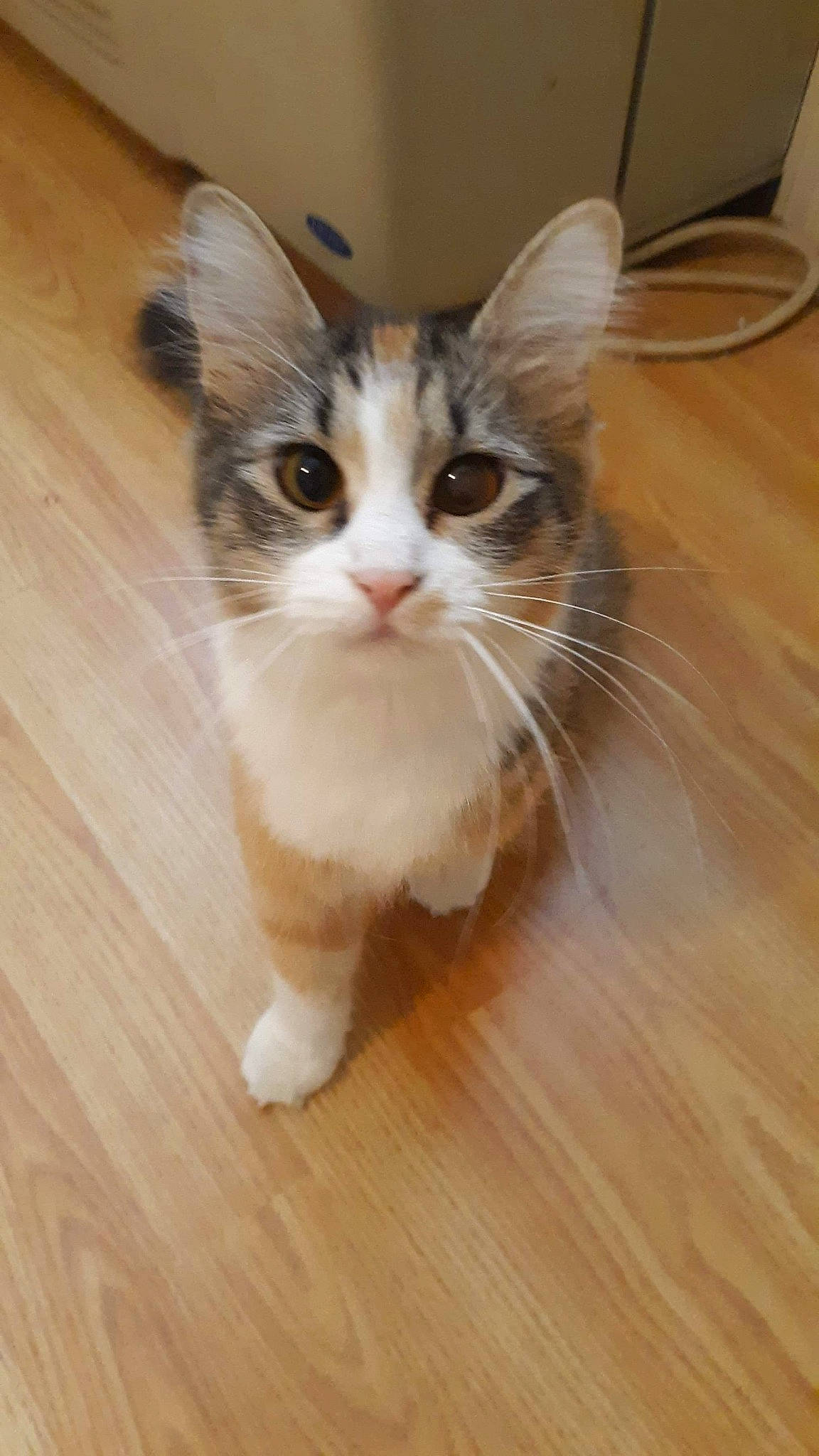 Gaspy joined the competition — help win amazing prizes! aegean_cat, american_curl, american_wirehair, carnivore, cat, domestic_long_haired_cat, domestic_short_haired_cat, european_shorthair, fawn, felidae, kitten, mammal, munchkin, norwegian_forest_cat, polydactyl_cat, ragamuffin, small_to_medium_sized_cats, snout, vertebrate, whiskers