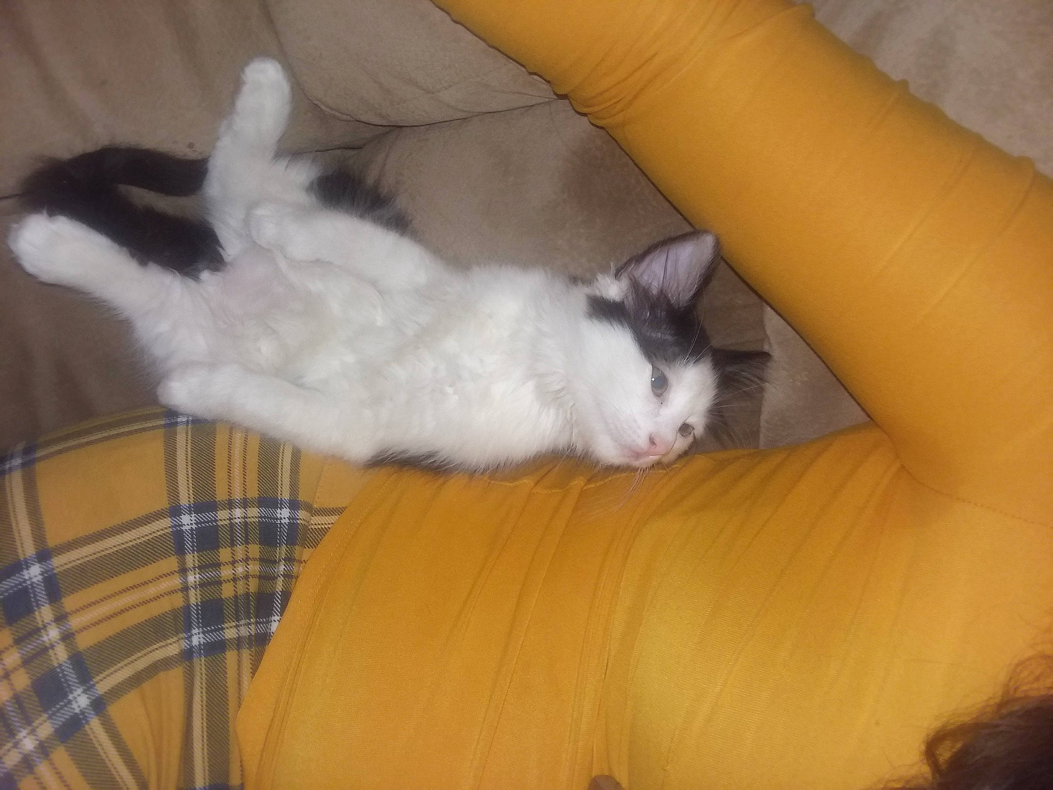 Frederick joined the competition — help win amazing prizes! carnivore, cat, domestic_long_haired_cat, ear, felidae, kitten, mammal, norwegian_forest_cat, paw, polydactyl_cat, ragamuffin, ragdoll, small_to_medium_sized_cats, tail, turkish_van, whiskers