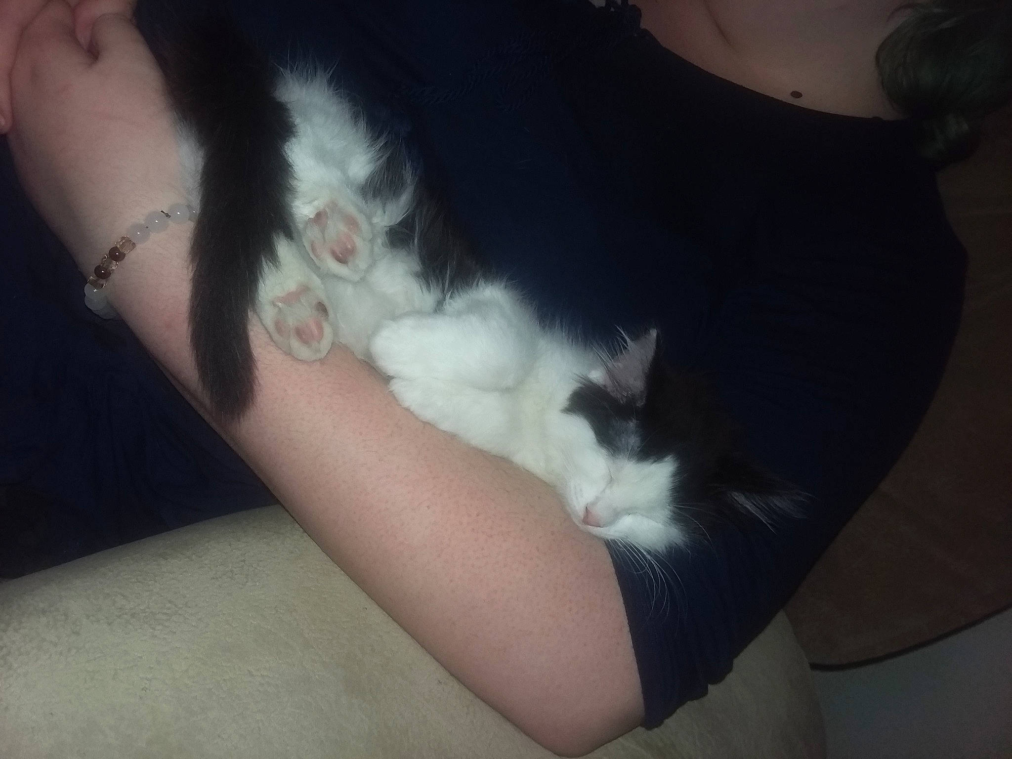 Frederick joined the competition — help win amazing prizes! arm, black_hair, carnivore, cat, chest, ear, felidae, hand, joint, kitten, leg, long_hair, mouth, neck, nose, shoulder, skin, small_to_medium_sized_cats, turkish_van, whiskers